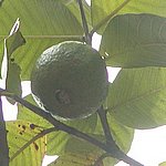 P2215035.JPG