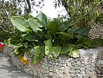 P2215040.JPG