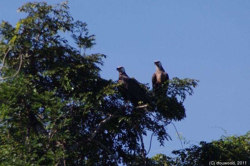 IMGP2466b.jpg