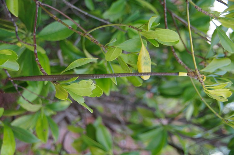 IMGP2614.jpg