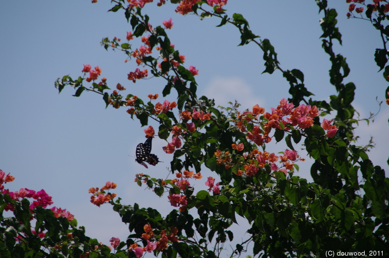 IMGP2663.jpg