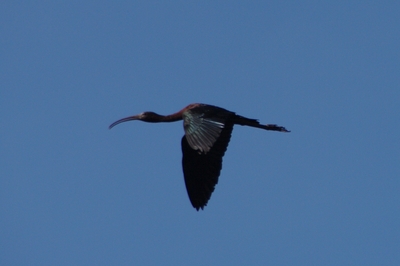 IMGP2443b.jpg