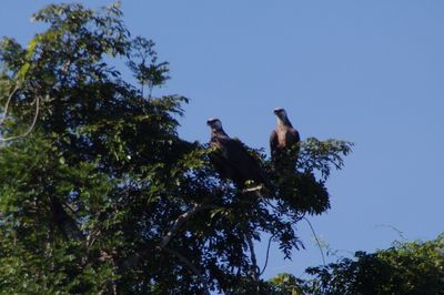 IMGP2466b.jpg