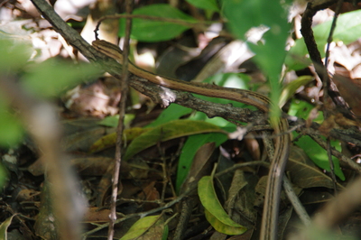 IMGP2525.jpg