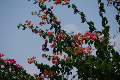 IMGP2663.jpg