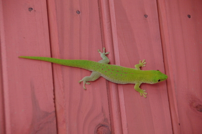 IMGP2789.jpg