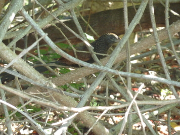 P1050833.jpg