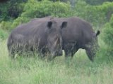 Rhinocéros blancs