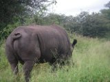 Rhinocéros blanc