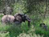 Eléphants