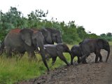 Elephants