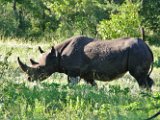 Rhinocéros