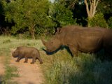 Rhinocéros