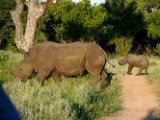 Rhinocéros