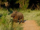 Rhinocéros