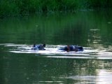 Hippopotames