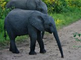 Elephants