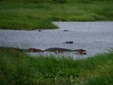 Hippopotames