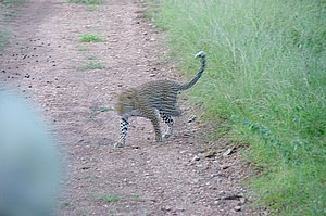 IMGP6732.JPG