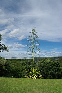 IMGP7571.JPG
