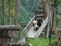 DSC06733  Nous commençons par la réserve des pandas de Wolong. Il y en a une cinquantaine, et ils sont actifs. À partir de ce jour-là, sauf exceptions, nous sommes loin de la foule, c'est appréciable !