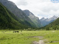 DSC06963  Nous voici au terme de la balade, sur un plateau à 3800 m, après avoir longé la vallée de Changping. Mais nous devions prendre des chevaux pour redescendre, or le guide local nous fait patienter une heure, puis nous propose d'attendre encore une heure... Stop, on redescend à pied (25 km au total).