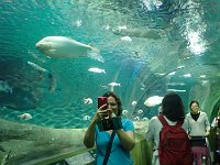 TG520078  Visite du superbe aquarium de Shanghai.