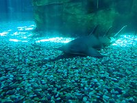 TG550397  Il y a plusieurs aquariums.