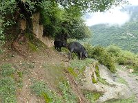 TG550988  Des cochons noirs.