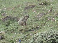 TG581378  On a la chance de voir une marmotte.