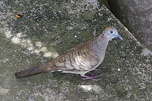 IMGP3343b.JPG