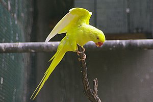 IMGP4250b.JPG