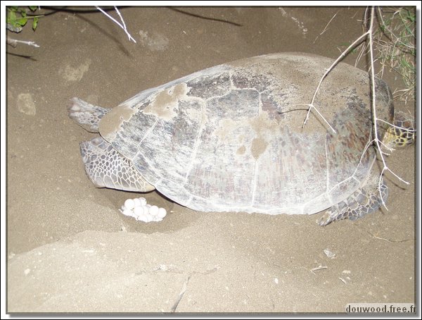 n tortues (2).JPG