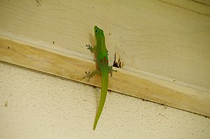IMGP0738.JPG